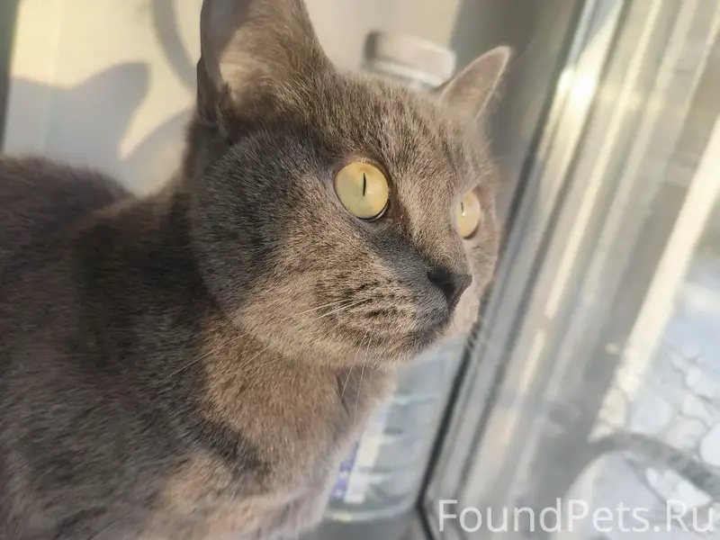 Пропал кот на Пролетарской