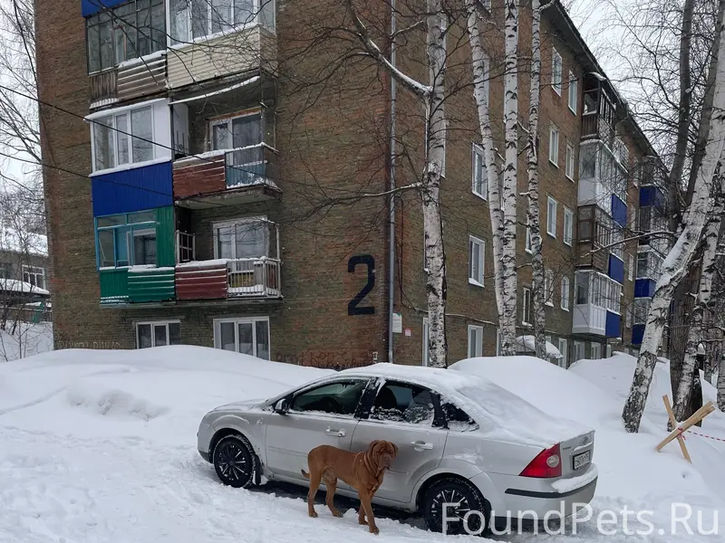 Пропала собака, проезд Октябрьский