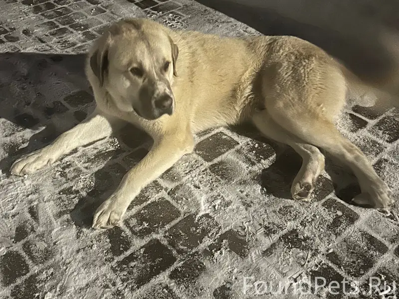 Найден алабай, Сормовский район