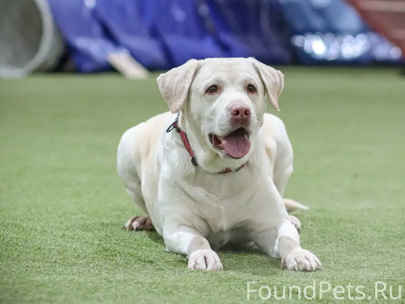Пропала собака лабрадор Гретта, остановка Эдельвейс