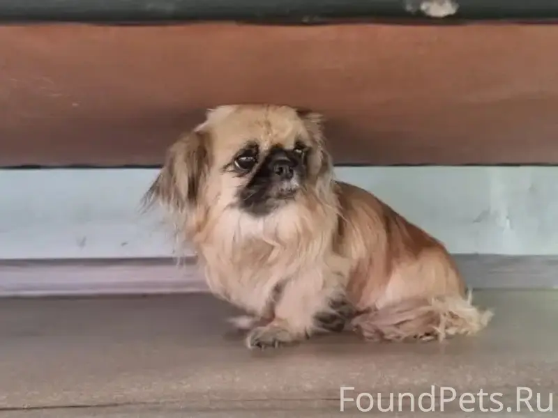 Найден щенок пекинеса, Буйко 2а