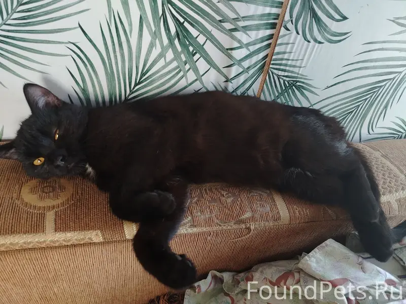 Найден котёнок, район Филичи