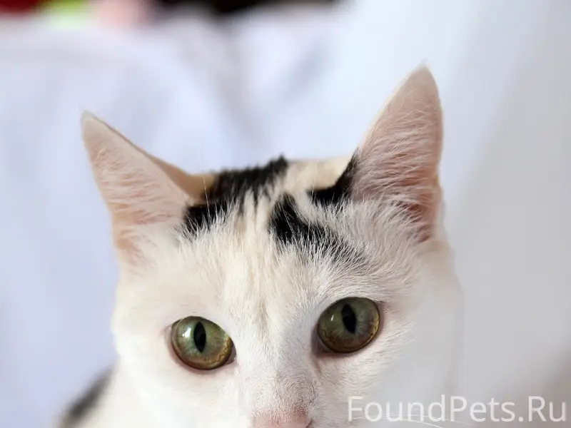 Найдена кошка Агнесса, Томск
