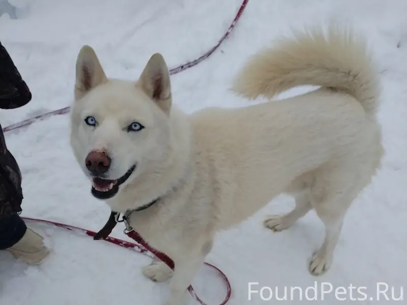 Найденная собака на трассе между Шолоховым и Новленским