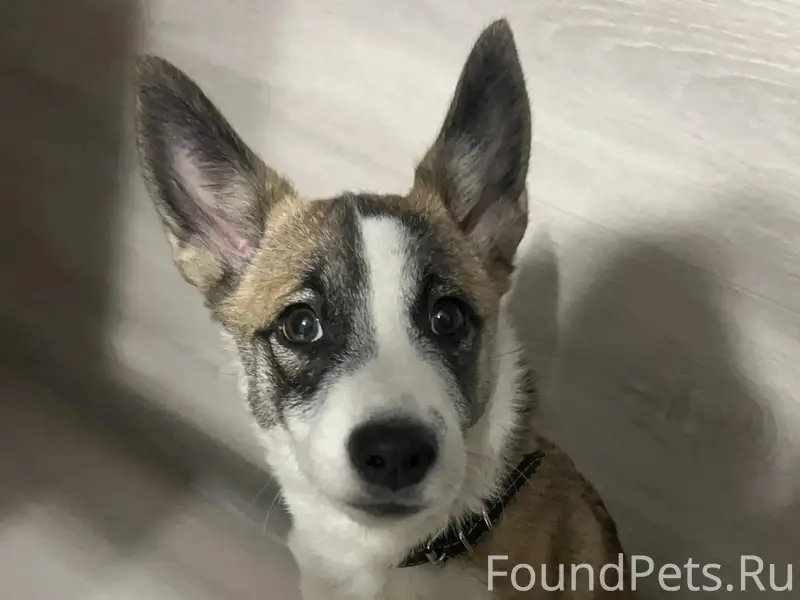 Найден пёс, [место не указано]