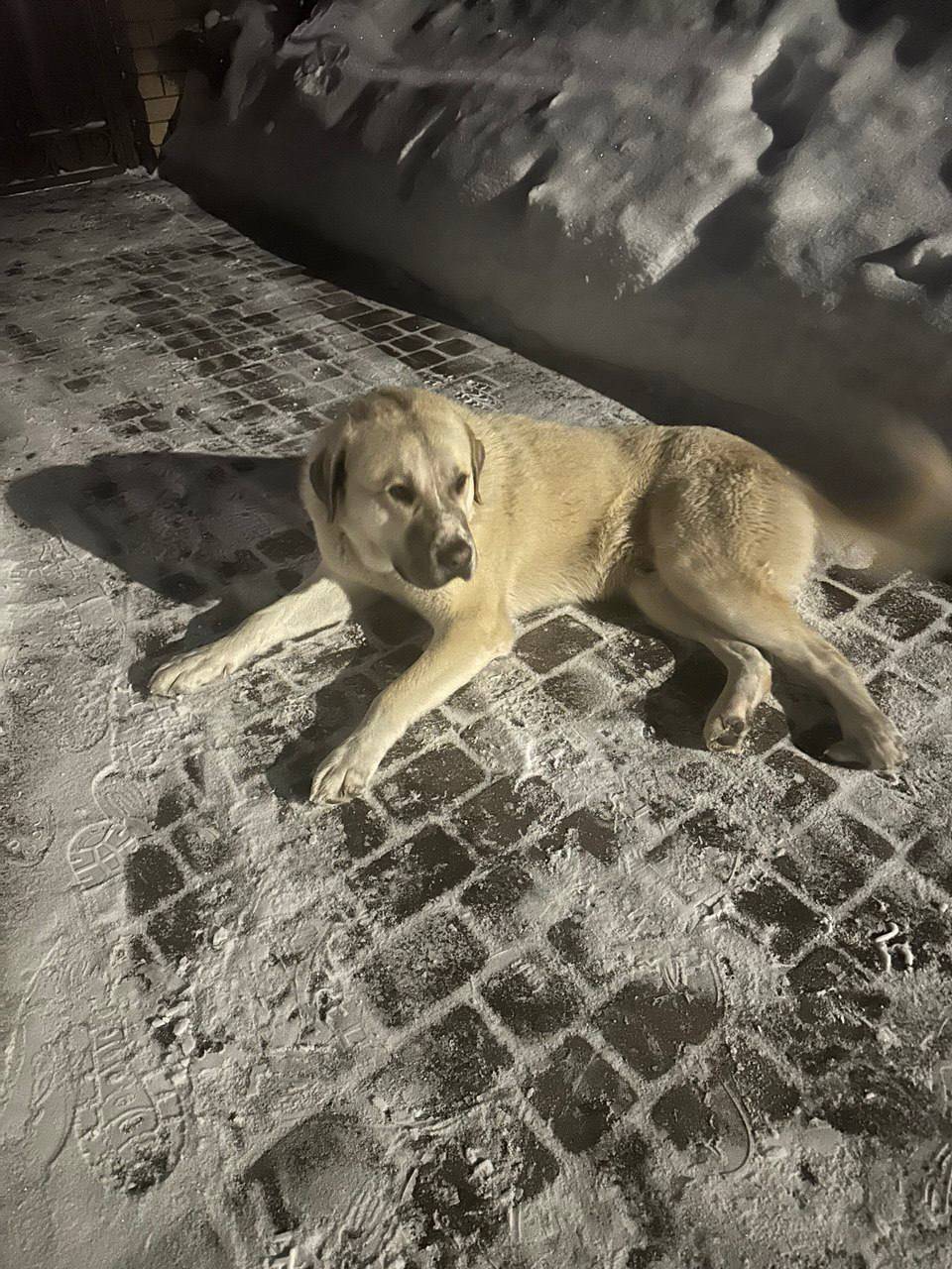 Найден алабай, молочный окрас, Нижний Новгород