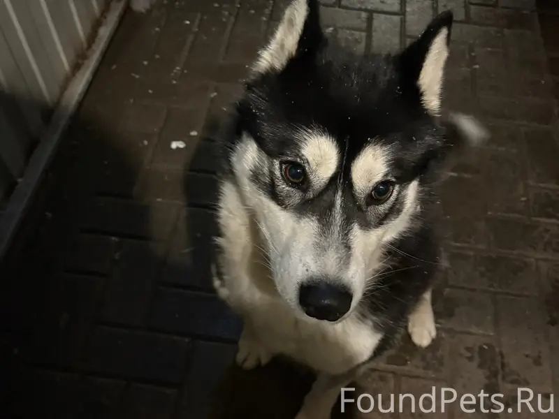 Пропал пёс Умка, площадь Ленина, г. Сасово