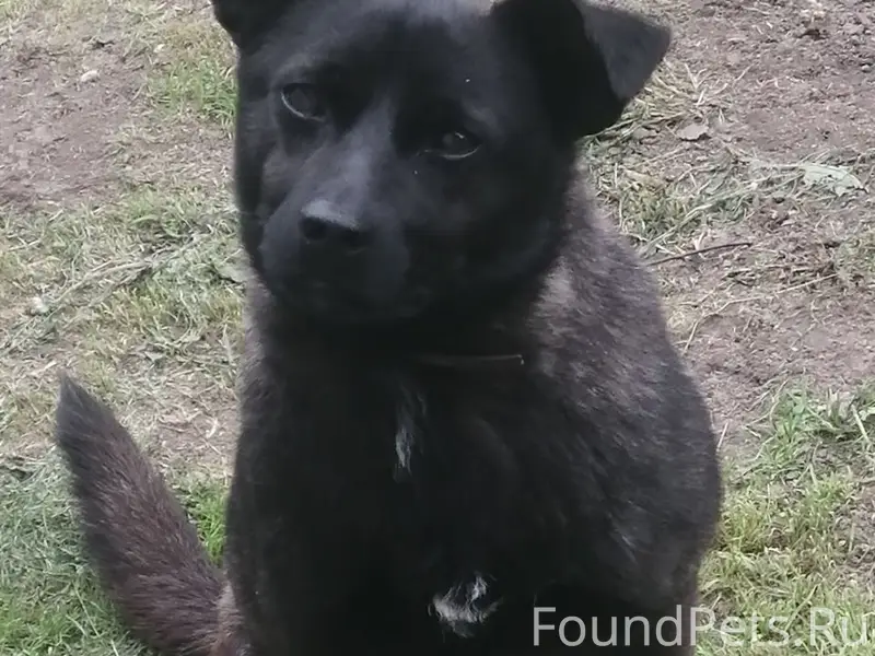 Пропал кабель Мишка, Селиваново