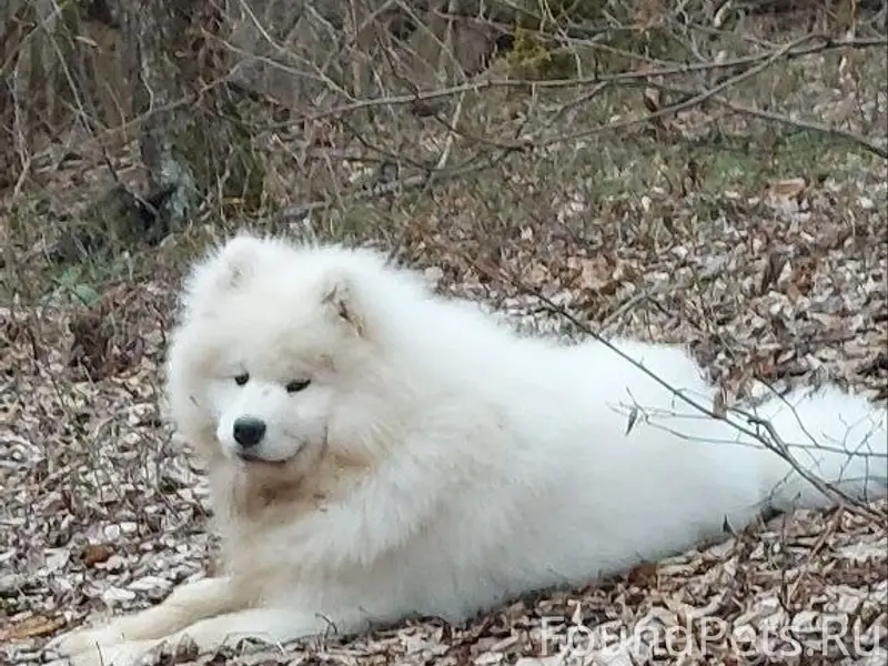 Пропал щенок самоеда Шаман, Симферопольский район