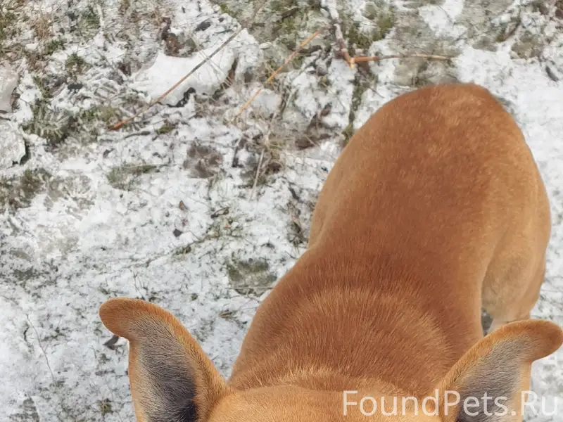 Пропала собака питбуль, Микрорайон