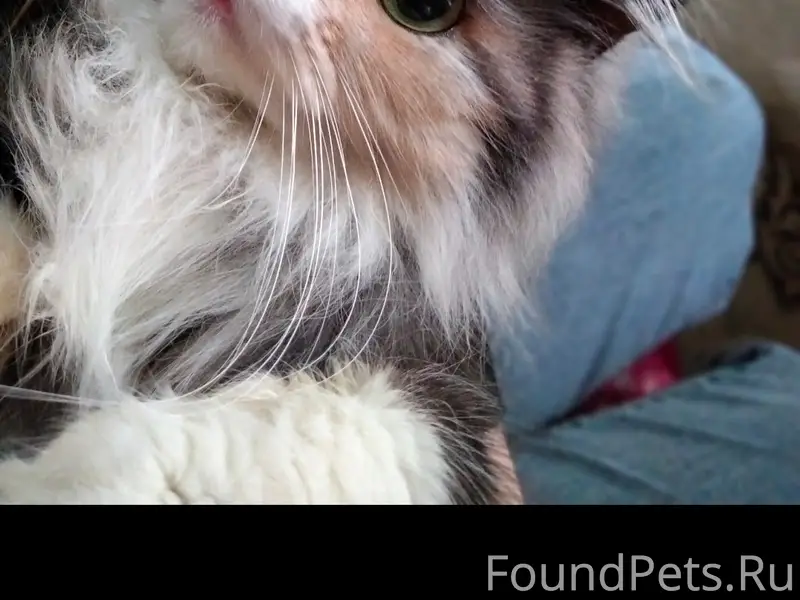 Пропала кошка, 1 мая д.5