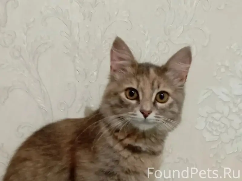 Пропала кошка, Библиотечная 6