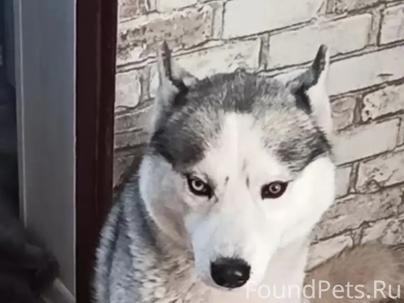 Пропал пёс Соломон, Моня