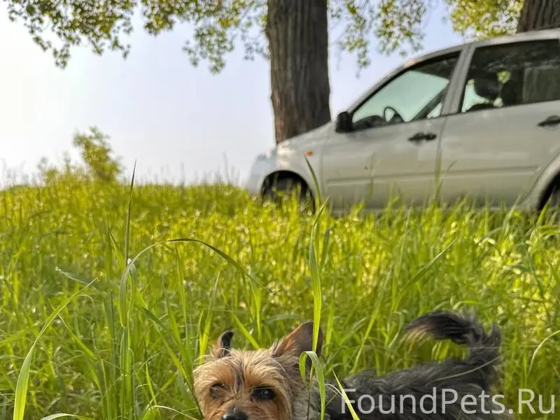 Пропала собака Яра, Акварели, Оранжа