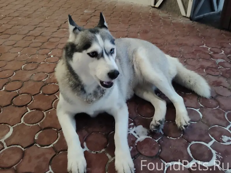 Найден Хаски, рядом с Амакс: Золотое кольцо