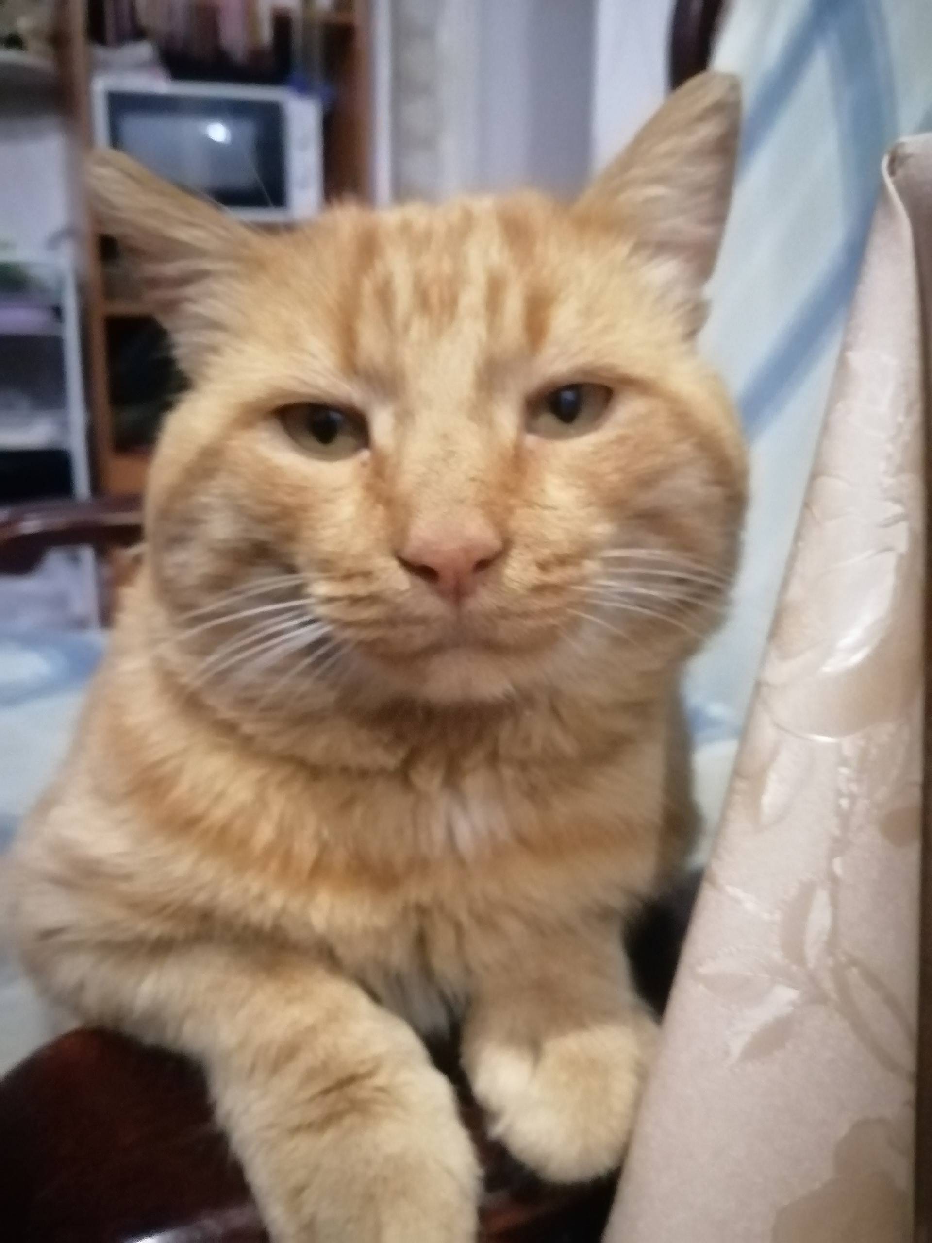 Пропал кот, район улиц Дубовая, Механизаторская