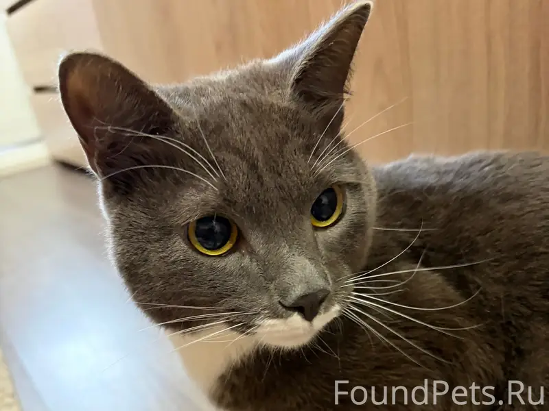 Найдена кошка, район вокзала Ногинска