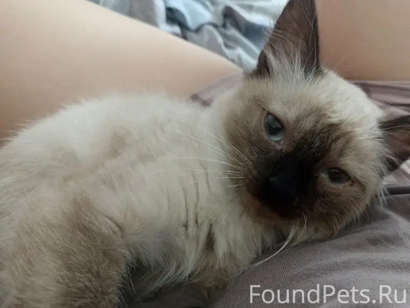 Найден котёнок (метис Тайской), Автозаводский район