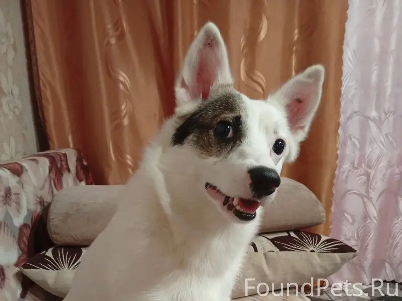 Пропал пёс Бим