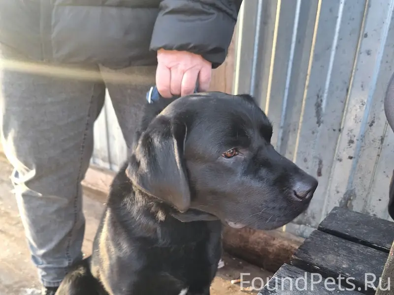 Найден лабродор, Москва