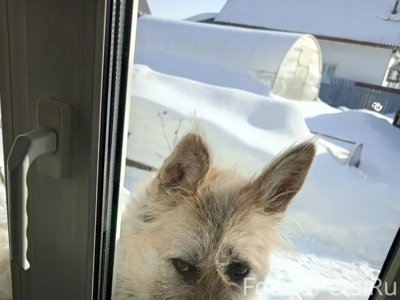 Найдена кошка Барби