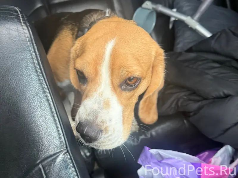 Найден бигль, Ждановское