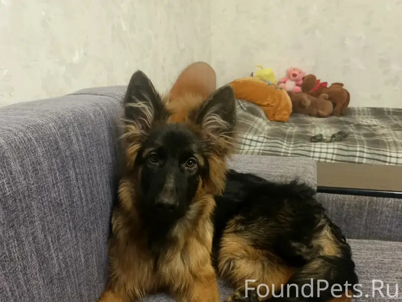 Пропала немецкая овчарка Оливия, д. Новотроицк