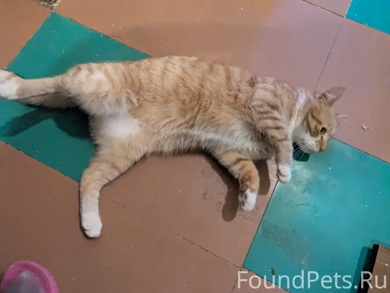 Найден кот Лучик, Санкт-Петербург, Кировский район