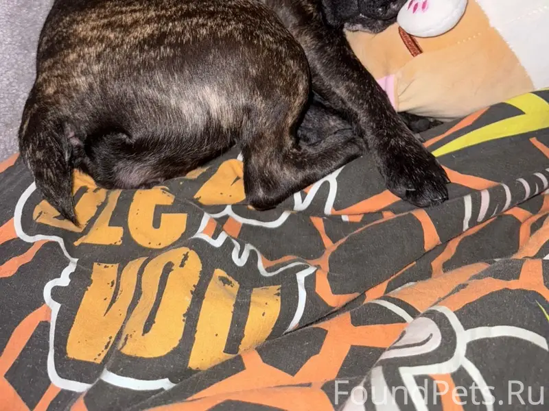 Пропала собака, свяжитесь по телефону