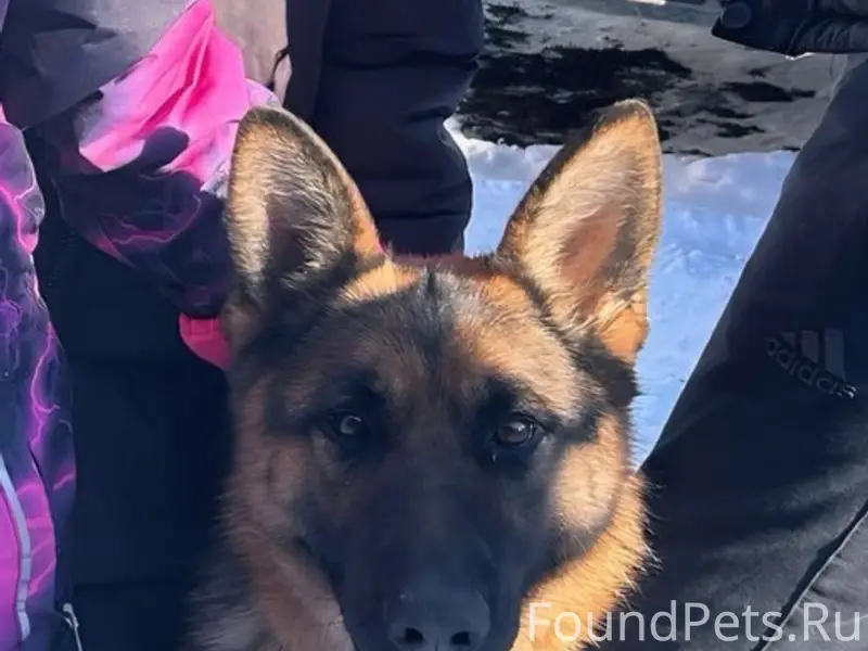 Пропала немецкая овчарка Шерри