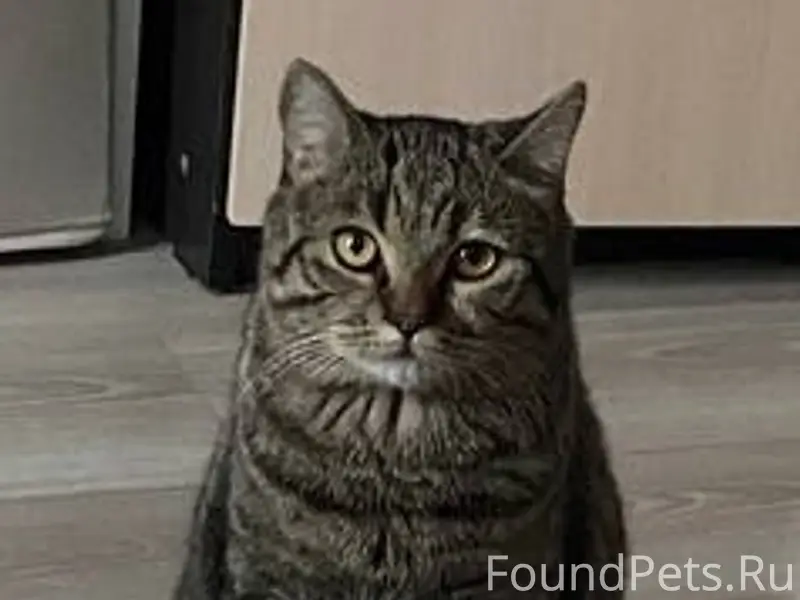 Пропал кот, Орджоникидзе 17