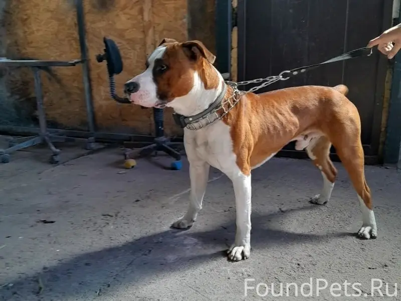 Найден тип собака, ул. Зенитная