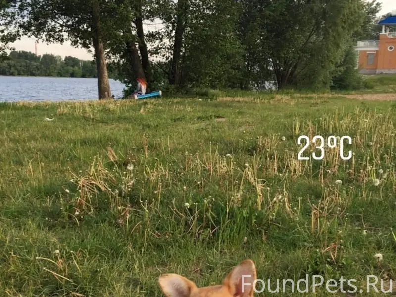 Пропала собака корги, село Ситовка