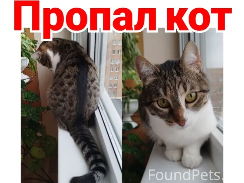 Пропал кот Лаки, Тольятти, Автозаводский район