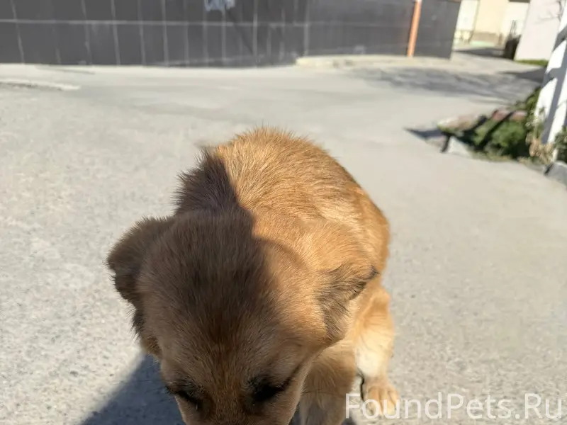 Пропал пёс, угол Хворостянского и Дзержинского