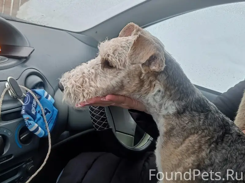 Найден щенок фокстерьера, Бердск, м-н Южный