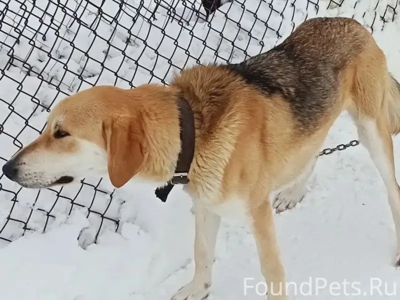 Пропали две русские гончие, село Курово