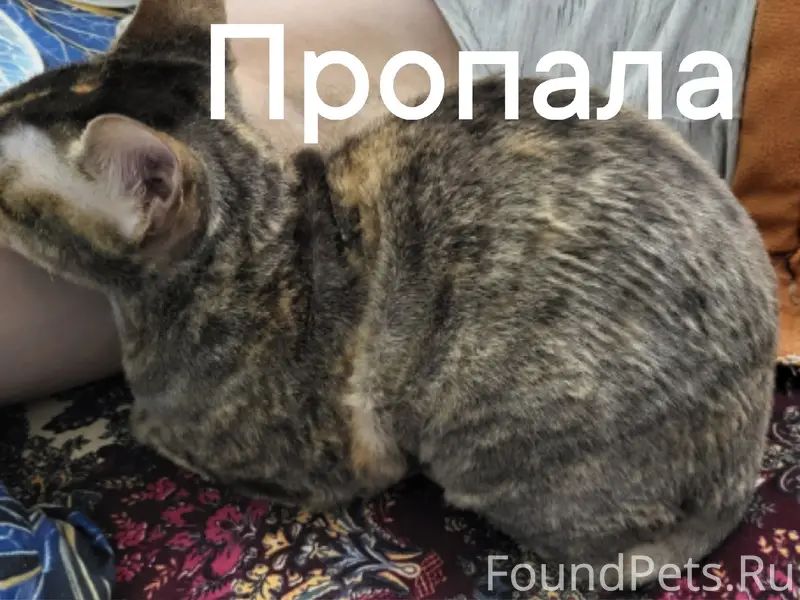 Пропала кошка Муиза, Калининский район