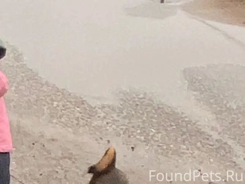 Пропал пёс Спайк, есть ошейник