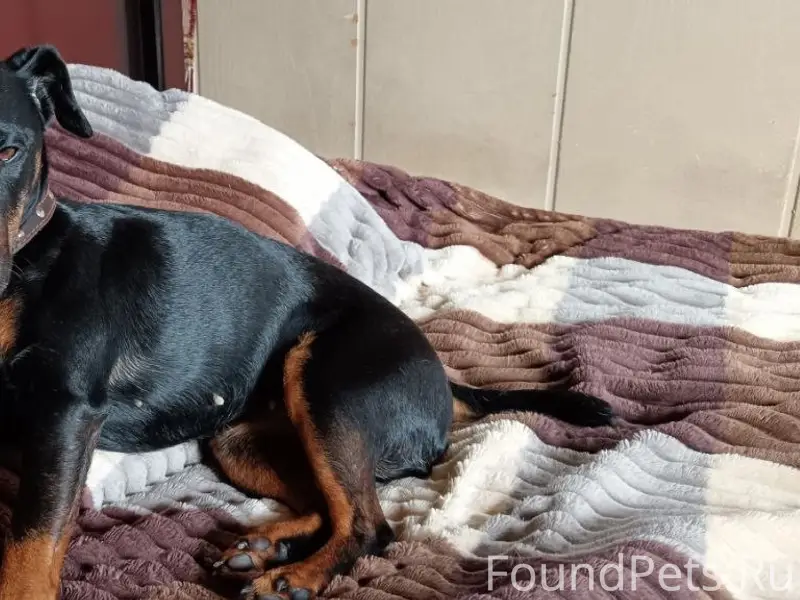 Найден метис йоркширского терьера, деревня Подлипье