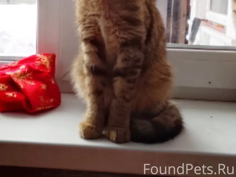 Найден кот, ул. Коммунистов