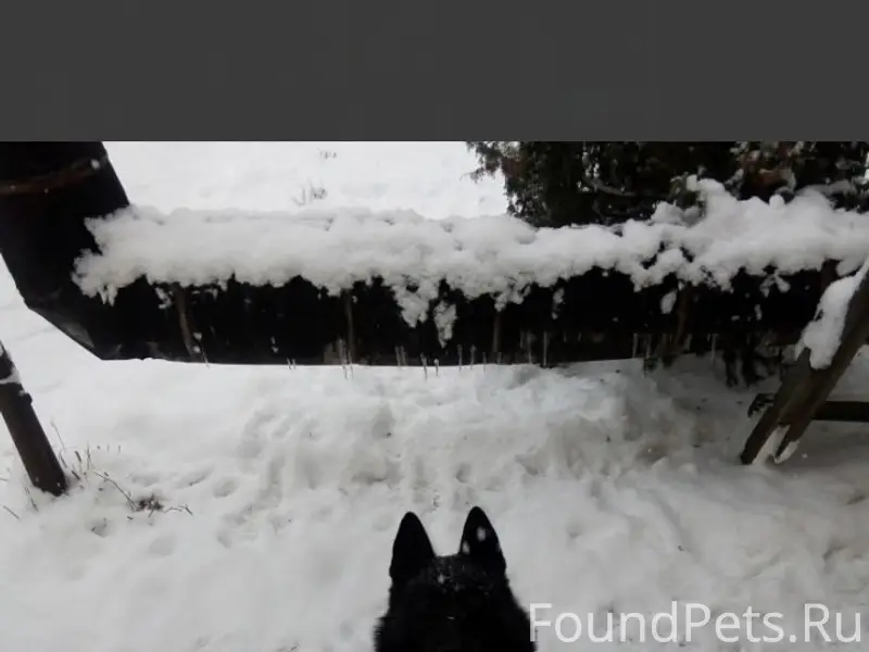 Пропала собака Мича-яг