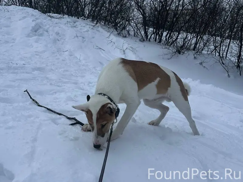 Найдена собака, г. Гаджиево