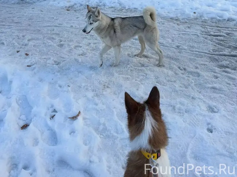 Найден хаски, Северный район, Шишкова