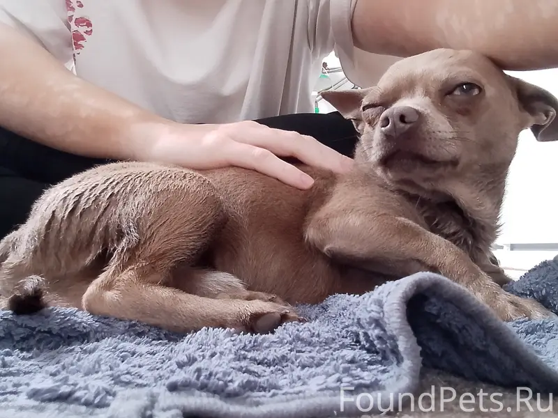 Найден чихуахуа, район Рязань, Секиотово