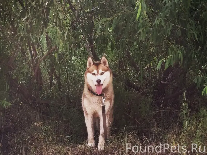 Пропала хаски Джесси, Автозаводский район