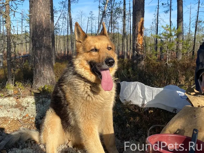 Пропал Тайсон, деревня Степановская большая
