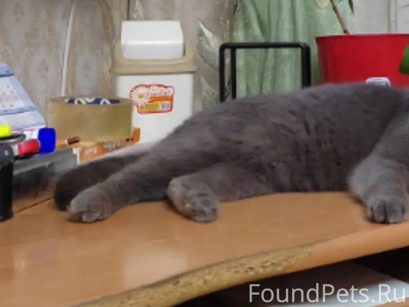 Пропал кот, 7 мик/район