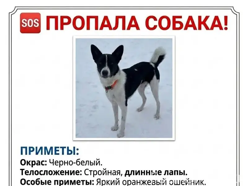 Пропала собака Лепёшка, район Солнечной поляны