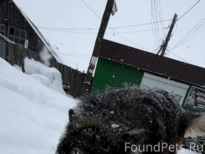 Найден пёс, у Магнита при въезде в посёлок